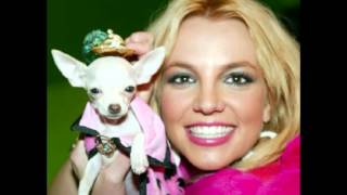 10 Dogs Most Famous Celebrities by TenRanking 341 views 8 years ago 3 minutes, 14 seconds