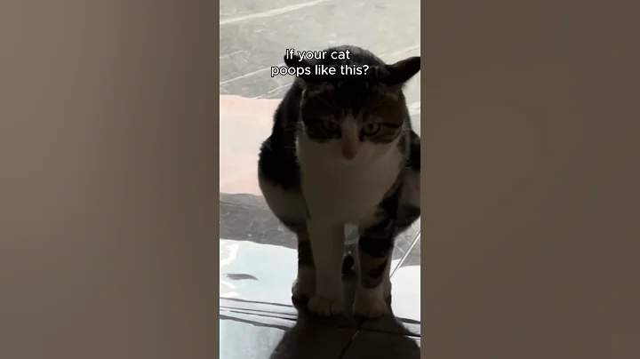 Video 10188471: cat litter, clean litter, clean cute funny cat