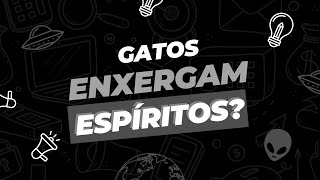 Os GATOS enxergam ESPÍRITOS?