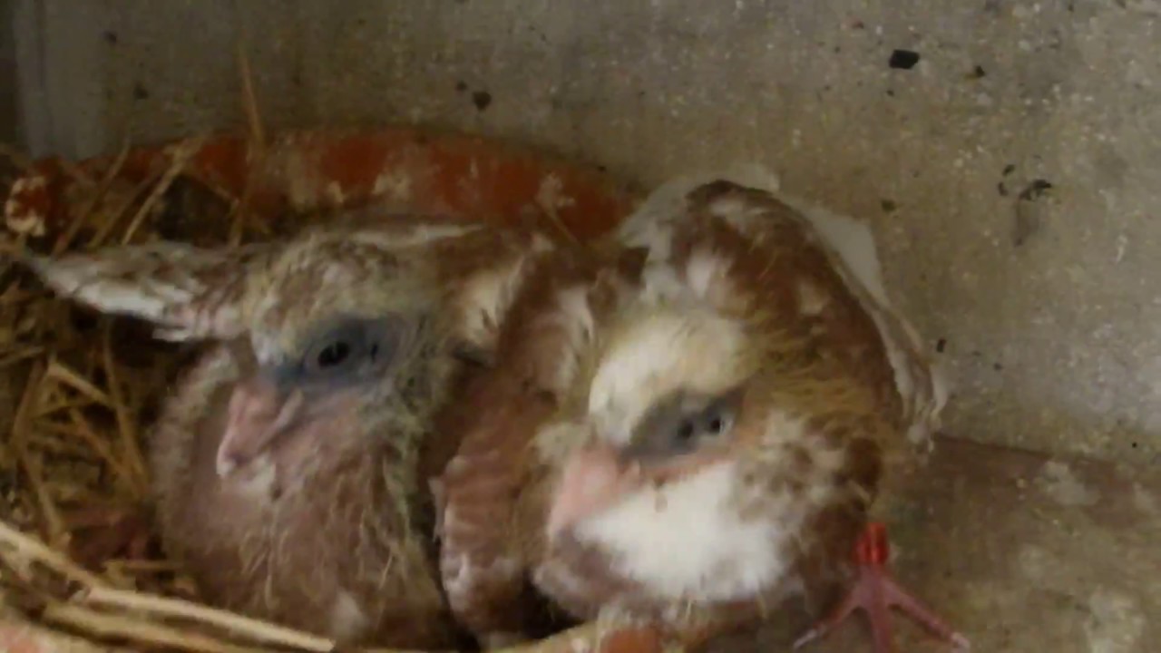 Evolution Des Mes Bebe Pigeon Voyageur 1 Youtube Evolution Des Mes Bebe Pigeon Voyageur 1 Youtube