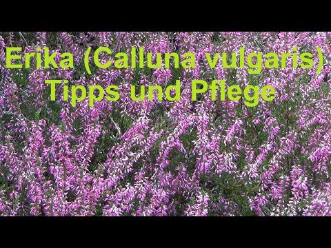 erika-calluna-vulgaris-einpflanzen-und-pflegen-heide-tipps-für-pflege-standort-dünger