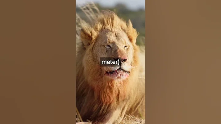 Are Lions the Largest Cat on Earth? #shorts