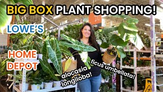 Variegated Aglaonema at Lowe's!  BIG BOX Plant Shopping For Indoor Plants Home Depot & Lowe's