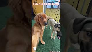 I Think I Would Enjoy Working At A Dog Daycare.