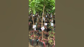 MÃNG CẦU XIÊM THÁI GHÉP GỐC BÌNH BÁT. DỄ TRỒNG TỰ THỤ PHẤN.