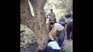 شجرة اللبان أو شجرة (علج مي) بالعراق وبالكردي سبحان الله المبدع في خالقه