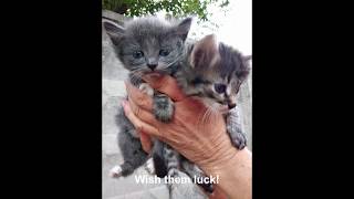Kitten Hell - Hundreds Of Kittens Are Dumped Here Every Year by Nine Lives 3,492 views 4 years ago 1 minute, 29 seconds