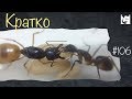 Обзор муравьев Camponotus turkestanus + начало эксперимента с Tetramorium caespitum // #106