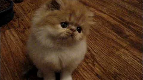 Video 7048241: persian cat white male, persian cat red