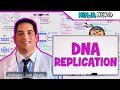 Cell biology  dna replication 