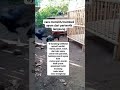 cara memilih ayam dari peternak langsung