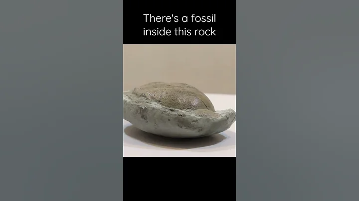 A fossil reveal #fossil #rock #paleontology - DayDayNews