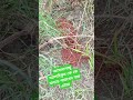 আশা করি সবাই ভিডিওটি দেখবেন কমেন্ট বক্সে জানাবেন এর নামটি কি #viralvideo #funny #foryou #reels
