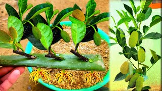 Cut And Plant Jackfruit Tree How To Grow Jackfruit With Aloe Vera