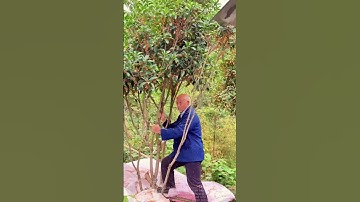 Osmanthus Fragrance, Elderly Man Shakes Tree with Joy—September Harvest Painting