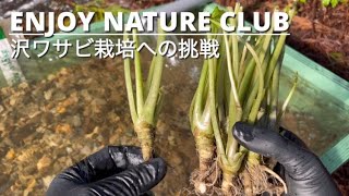 わさび栽培・農業！沢ワサビと自生ワサビの植え付け【シリーズ・ワサビ #01】