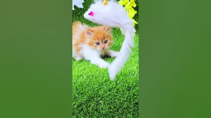 Video 6385311: russian cat breeds, perfect cat, cat white brown, beautiful white cat, cat white color