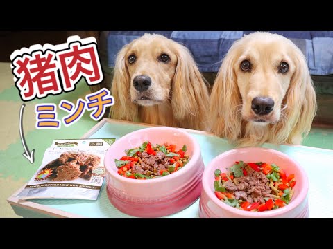 猪肉の犬ご飯を食べる双子犬【咀嚼音/ASMR】