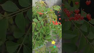 Ghoongru bandh liya#naturelovers #beatifulnature#like#subscribe#share#follow