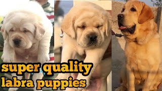 Labrador puppy for sale