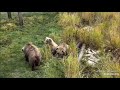 Медведи Катмай  (Аляска).   Bears Of Katmai  (Alaska).