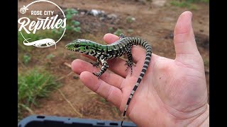 WHEN to HANDLE Your BABY TEGU!