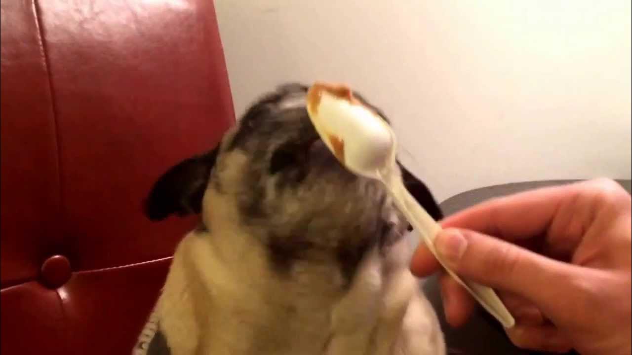 Tony the Pug eating peanut butter to RuPaul's "Peanut Butter" YouTube