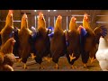 Crazy Chicken Dabke Dance 