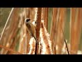 Pájaro moscón (Remiz pendulinus) en el embalse del Foix