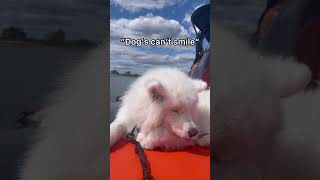 They say dogs can’t smile…my Samoyed proved them wrong  #dog #samoyedpuppy #cute #smile #shorts