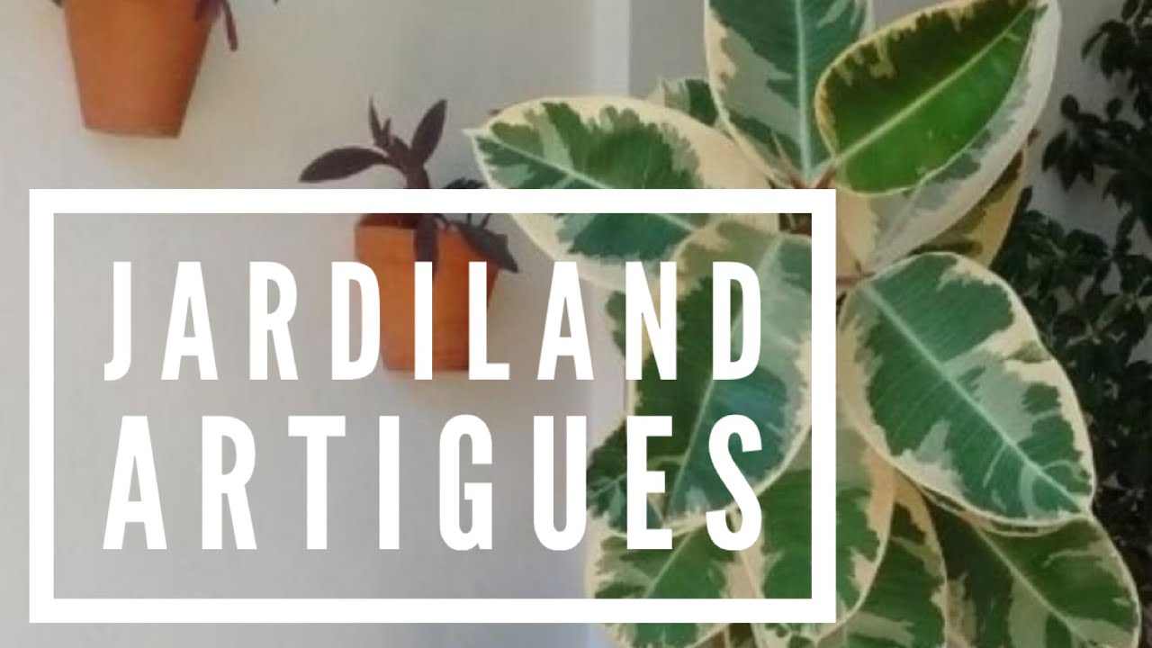 Les plantes carnivores - Jardiland