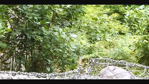 Gray And Red Squirrel Chasing Each Other-7-15-2012