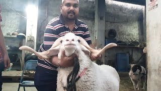 Biggest Collection Of Sheep Hyderabad | Akber Jaffri Ke Saath Visit.