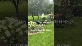 Наша общественная клумба . Гортензии - гвоздь программы ! #цветы #садоводничество #цветыдлядома