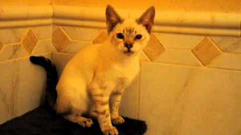 Video 1031501: savannah male, long legs, f4