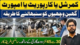 Pregnant heifers diet plan II Friesien heifers fast growth II How to deal imported HF heifers