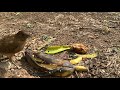 HD Close Up Clay Colored Thrush / Robin / Turdus Grayi / Yiguirro. Adult, Nest, Chicks, Panama