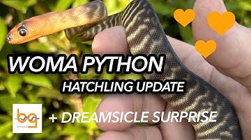 Woma python hatchling update + surprise Dreamsicle Ball Python clutch
