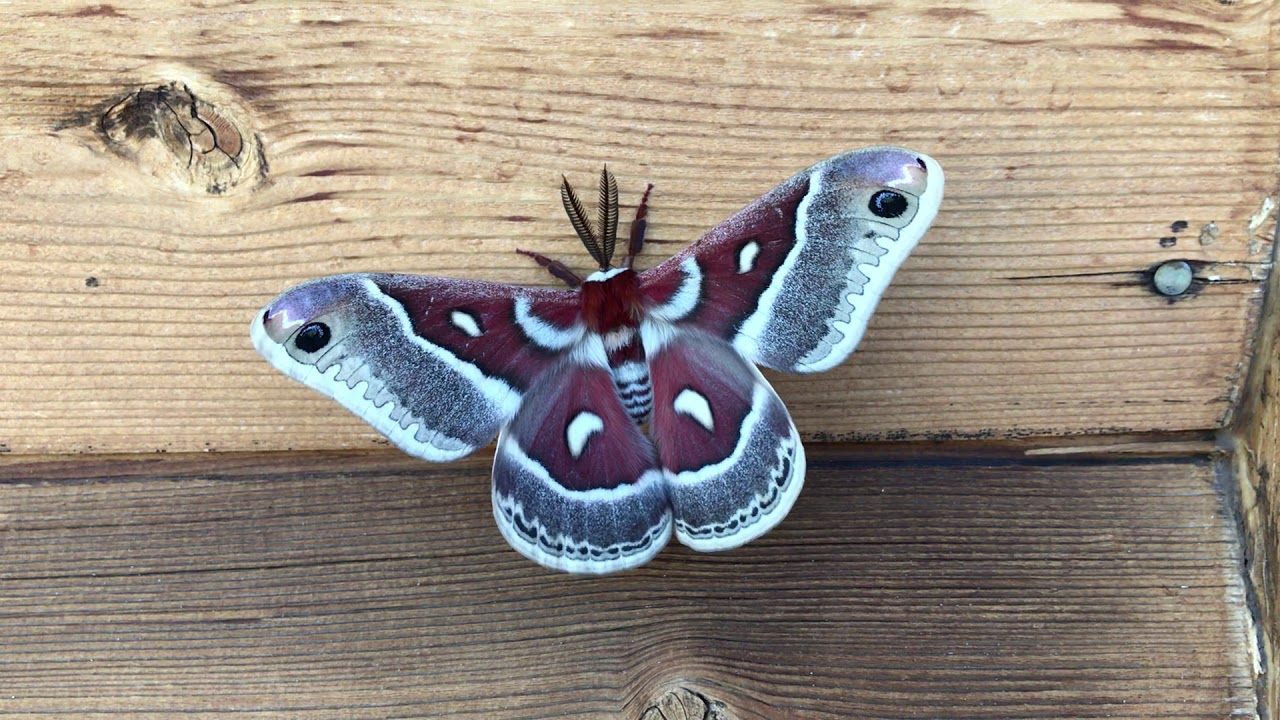 Maroon Colorado Moth Early June Ceanothus silkmoth YouTube