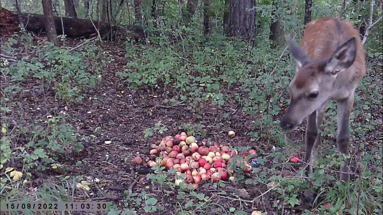 Laň - YouTube
