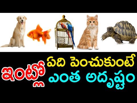 ఇంట్లో ఏవి పెంచుకుంటే ఎంత అదృష్టం || What Type of pets We Growup in Home for Lucky & Safety