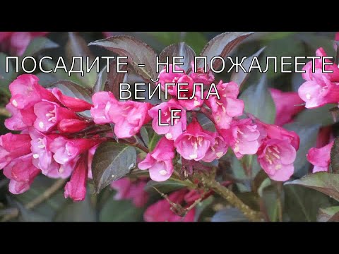 Видео: Красивый неприхотливый кустарник ВЕЙГЕЛА. Посадите - не пожалеете.