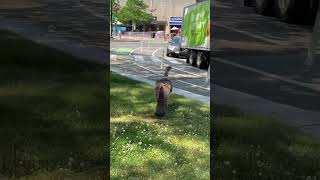 Turkey waling and relaxing in the middle of Harvard Square, USA