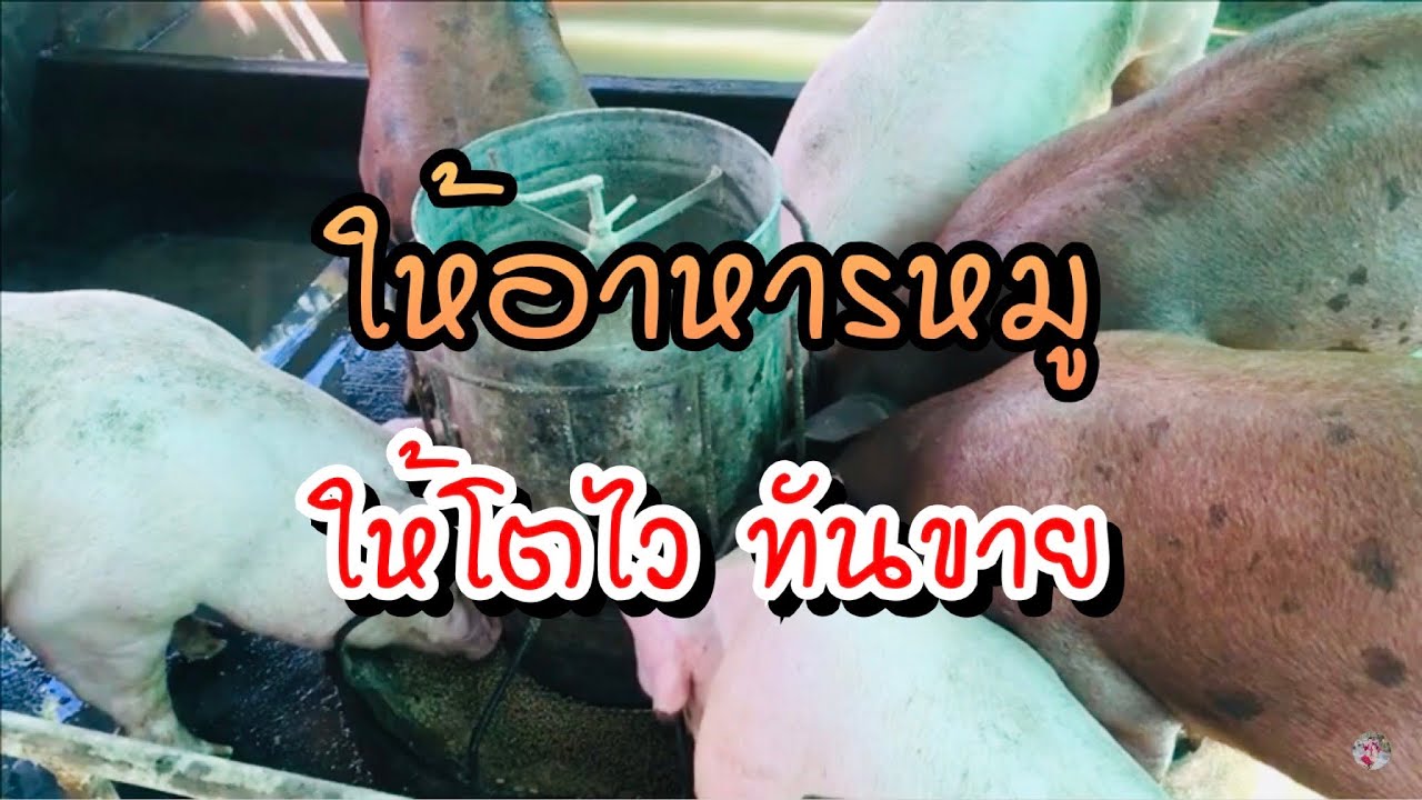 วีธีการให้อาหารหมูขุน ให้อย่างไร ให้โตไว ทันขาย วัน วาน channel | อาหาร เสริม หมู ขุนเนื้อหาที่เกี่ยวข้องที่สมบูรณ์ที่สุด