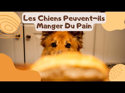 Vidéo: Le pain fera-t-il grossir un chien ?