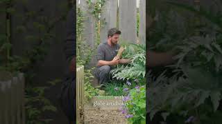 Eat Your Globe Artichoke Stems! #gardeningideas