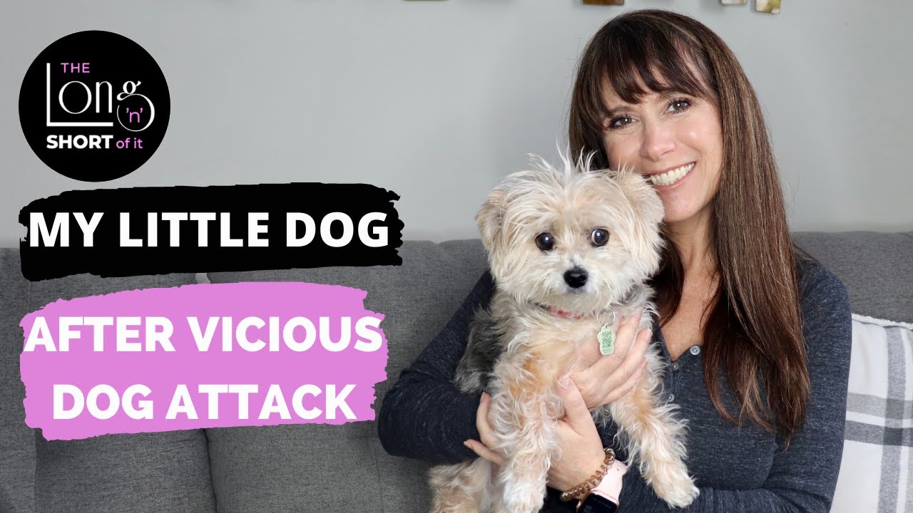 My Little Dog After Vicious Dog Attack - YouTube