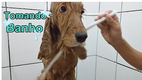 Como dar banho em Cocker em casa?