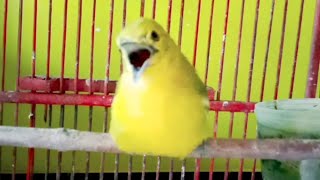 Suara burung SIRTU /CIPOW muda hutan gacor FULL VARIASI buat pancingan sirtu bahan agar bunyi