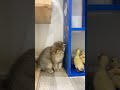 Funny kitty and ducklings 🥰😘
